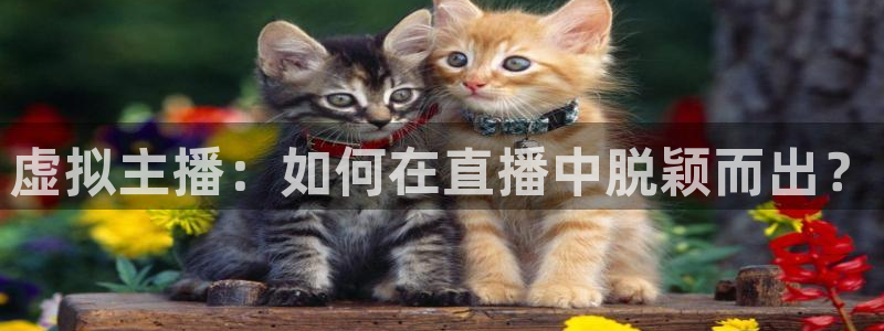 51视频在线直播nba