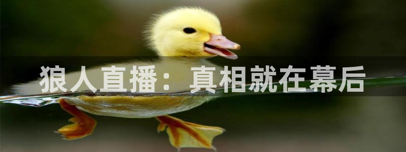 51视频在线直播nba
